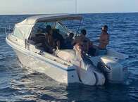 Tubarão-tigre gigante pescado na costa da Austrália para a internet