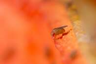 Moscas das frutas e humanos escolhem o que comer da mesma forma, diz pesquisa