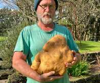 Recorde? Fazendeiro desenterra batata de 8 kg na Nova Zelândia