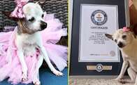 Aos 22 anos, chihuahua Pebbles é considerado o cachorro mais velho do mundo pelo Guinness
