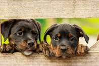 Cachorro pensa? Estudo mostra o que acontece dentro do cérebro dos cães