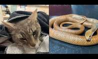 Gato vira herói ao salvar crianças de cobra na Austrália