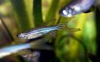 Teste com peixe-zebra mostra que hibernação pode ajudar astronautas