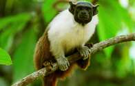 Macaco da Amazônia cria “sotaque” para falar com vizinho