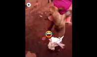 Revoltante: casal prende galinha em cachorro e solta bomba neles