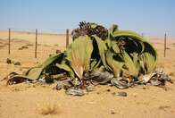 DNA adaptado ao clima extremo faz planta viver 2.000 anos na África