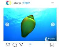 Fotógrafo faz raro registro de ovo de tubarão em Fernando de Noronha