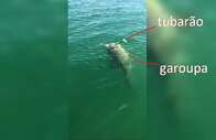 VÍDEO: tubarão é comido por peixe gigante nos EUA