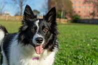 Border collie é um cão considerado “gênio”, segundo cientistas