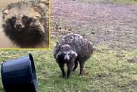 Fofo e perigoso: cão-guaxinim à solta "aterroriza" moradores no País de Gales