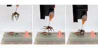 Cientistas transformam aranha morta em “garra robótica”