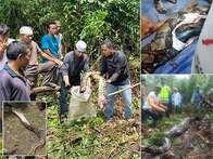VÍDEO: mulher é encontrada morta dentro de cobra píton de quase sete metros na Indonésia