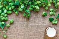 Lúpulo usado na fabricação de cerveja pode ajudar a prevenir Alzheimer, diz estudo