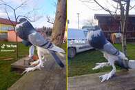 VÍDEO: pombo "mutante" de pernas compridas viraliza no TikTok