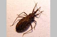 Vacina inédita contra Doença de Chagas está pronta para ser testada em humanos