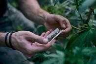 Usuários de maconha podem ter níveis perigosos de metais pesados no organismo, diz estudo
