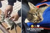 VÍDEO: policial da Argentina viraliza ao fazer reanimação cardiopulmonar em gatinho