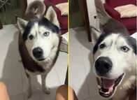 VÍDEO: husky siberiano viraliza no TikTok ao latir com “sotaque italiano”