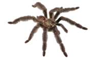 Nova espécie de tarântula descoberta no Equador recebe nome em homenagem a Satanás