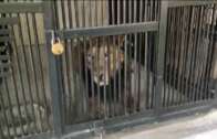 Homem morre após entrar no recinto dos leões em zoológico de Tirupati, na Índia