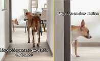 Vídeo de cachorros “brincando” de estátua viraliza no TikTok