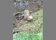 Reino Unido: parecia um cachorro preso na lama necessitando de ajuda, mas era só uma estátua