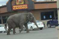 VÍDEO: elefante foge de circo e decide "passear" pelas ruas de cidade nos EUA