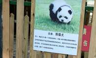 Polêmica! Zoológico da China "transforma" cães chow-chow em pandas para atrair mais visitantes